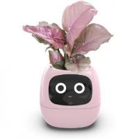 Ivy růžový PLANTSIO