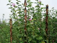 Tyč proutěná Garden Willow 160 cm